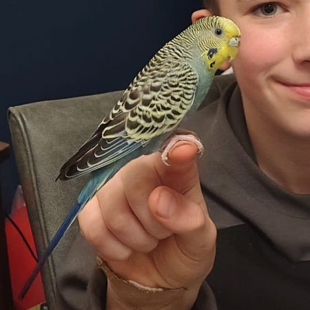 Missing Budgie Birds in  Bromham, Bedford