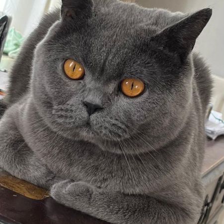 Missing British Short Hair Cats in Manchester 