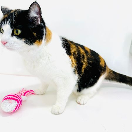 Missing Domestic Short Hair Cats in Stockton-on-Tees 