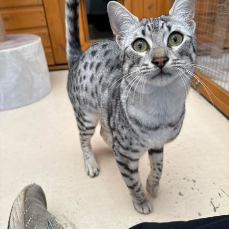 Missing Unknown - Other Cats in Fleet