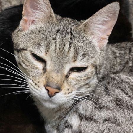 Missing Bengal Cats in Sheffield 