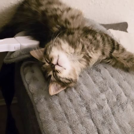 Missing Semi-Long Hair Cats in Balham London 
