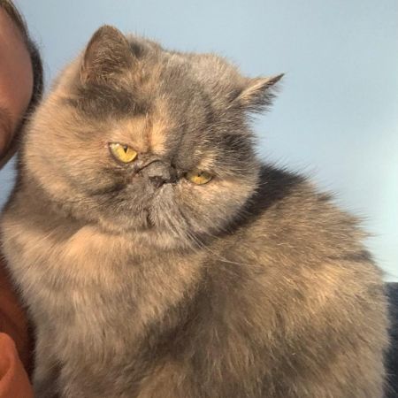 Missing Unknown - Other Cats in Catford, London