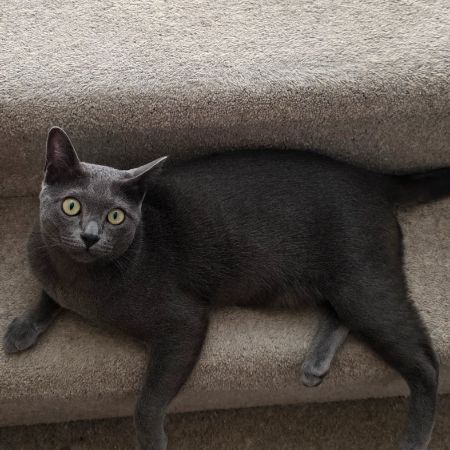 Missing Unknown - Other Cats in Morden