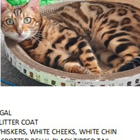 Missing Bengal Cats in Keynsham