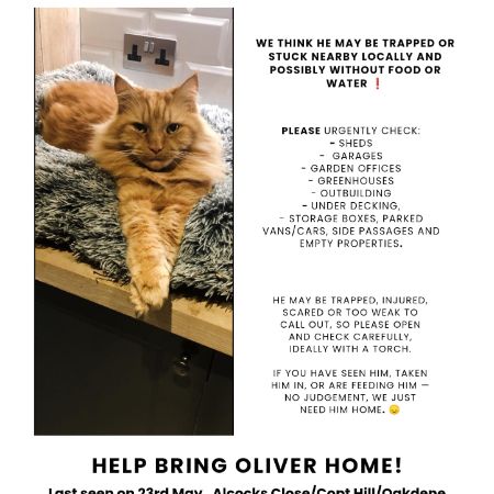 Missing Semi-Long Hair Cats in Kingswood