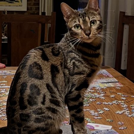 Missing Bengal Cats in Bisham/ Marlow