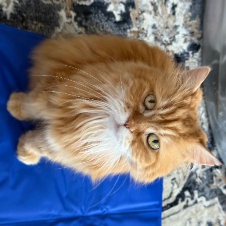 Missing Persian Cats in Croydon 