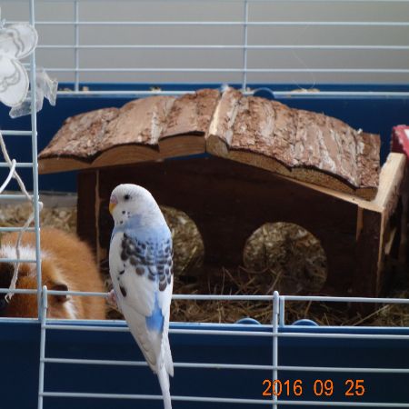 Missing Budgie Birds in Bristol's