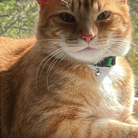 Missing Domestic Short Hair Cats in Frome
