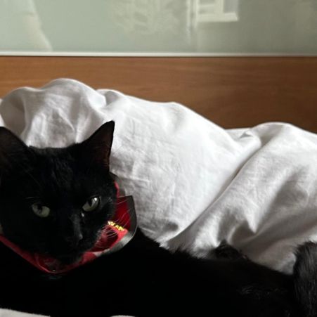 Missing Domestic Short Hair Cats in Southwater