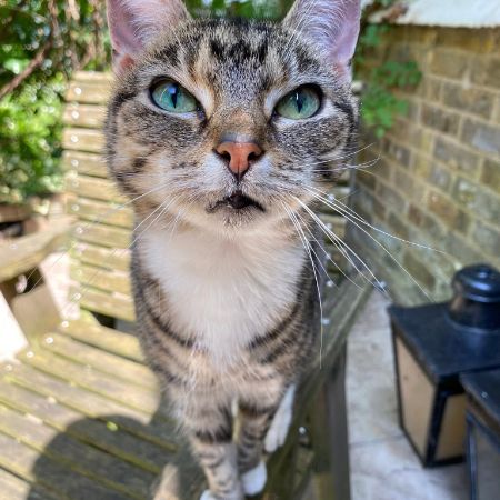Missing Tabby Cats in Lambeth, LONDON