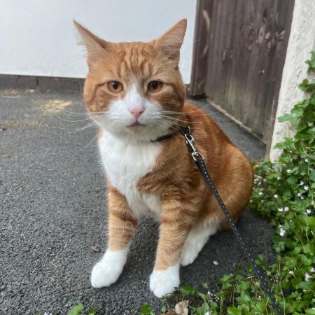 Missing Domestic Short Hair Cats in Ruddington