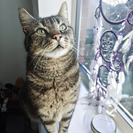 Missing Domestic Short Hair Cats in Thornton