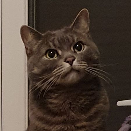 Missing Domestic Short Hair Cats in Warrington