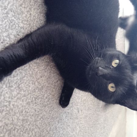 Missing Domestic Short Hair Cats in Nuneaton