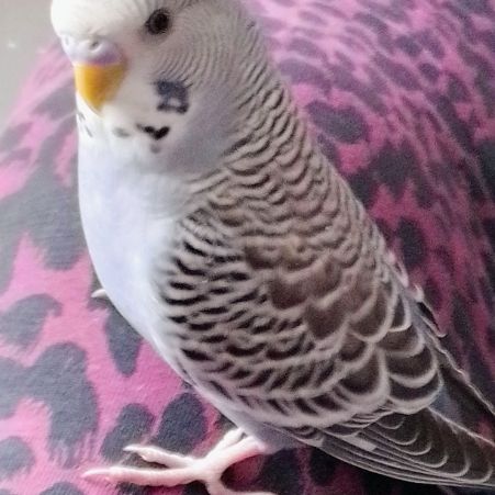 Missing Budgie Birds in Portsmouth 