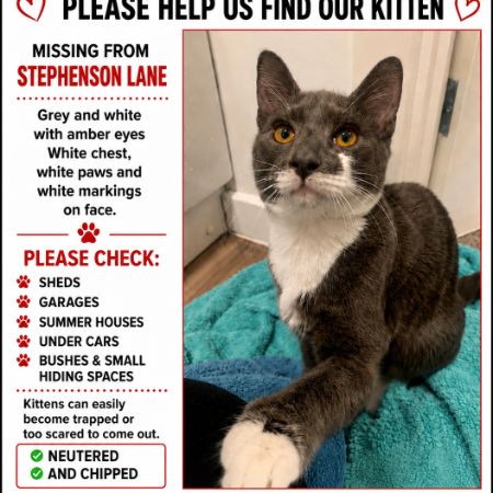 Missing Mixed Breed Cats in Wouldham 