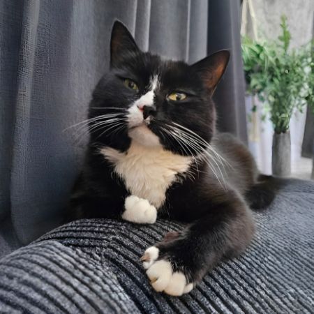 Missing British Short Hair Cats in Wombwell Barnsley 