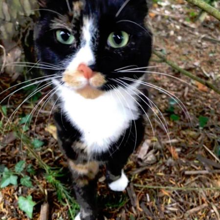Missing Unknown - Other Cats in Longworth, Abingdon