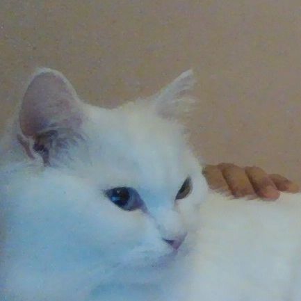 Missing Persian Cats in London