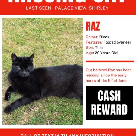 Missing Unknown - Other Cats in Shirley, Croydon