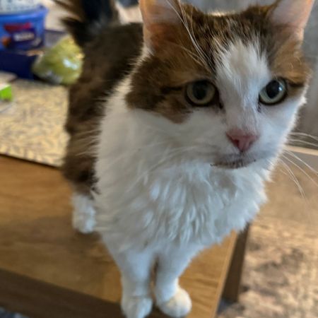Missing Mixed Breed Cats in Newcastle-under-Lyme 