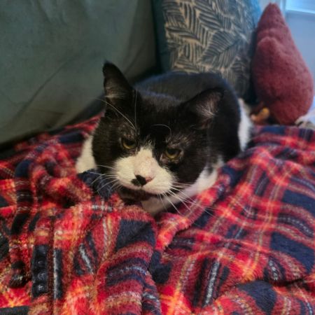 Missing Domestic Short Hair Cats in Surbiton