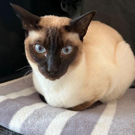 Missing Siamese Cats in Newcastle-under-Lyme 