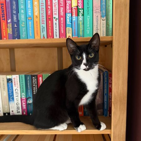 Missing Domestic Short Hair Cats in Harpenden 