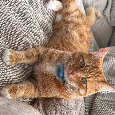 Missing Mixed Breed Cats in Blackburn