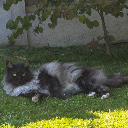 Missing Maine Coon Cats in Eccleshall