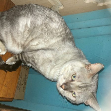 Missing Bengal Cats in Lancing 