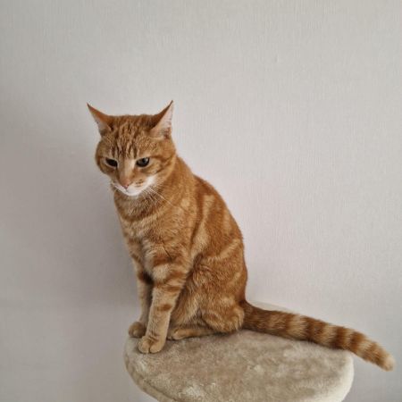 Missing Tabby Cats in Nottingham