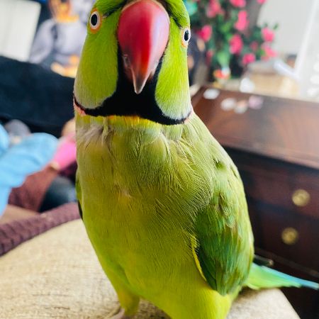 Missing Parrot, Parakeet Birds in Enfield, London 