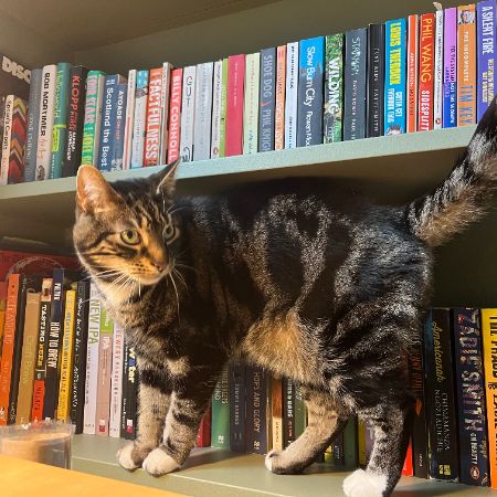 Missing Mixed Breed Cats in Balham, London