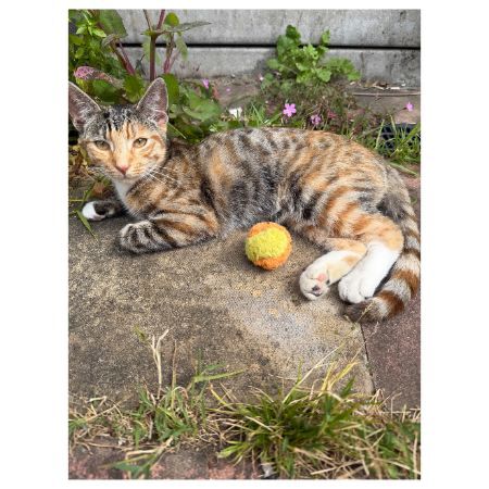 Missing Domestic Short Hair Cats in London
