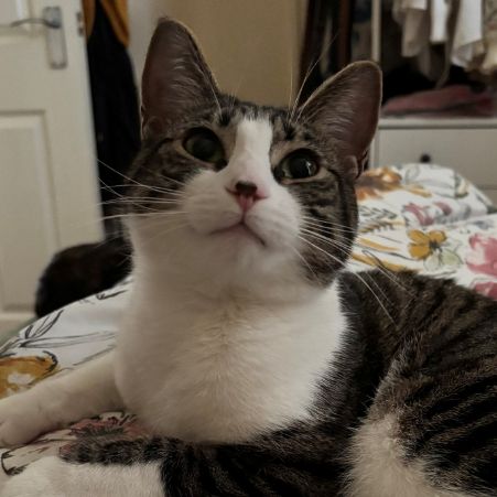 Missing Tabby Cats in Exeter