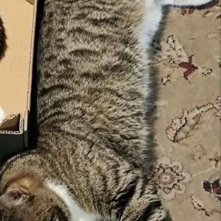 Missing Tabby Cats in London