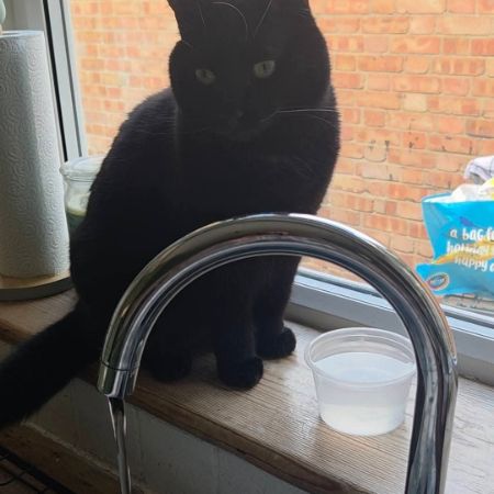 Missing Moggy Cats in Maldon