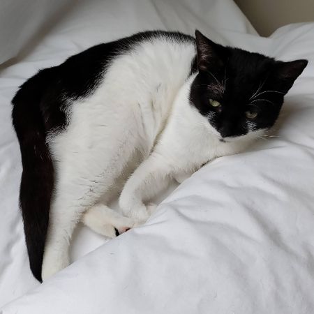 Missing Domestic Short Hair Cats in Stroud