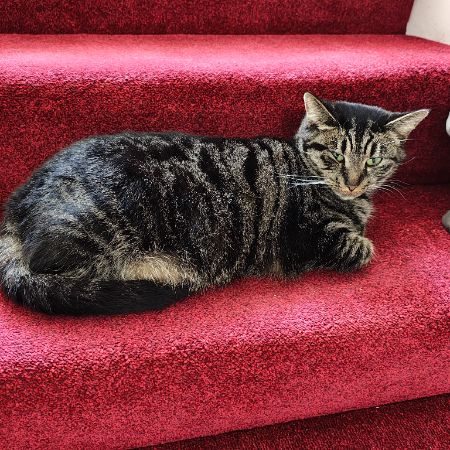 Missing Domestic Short Hair Cats in Ilford 