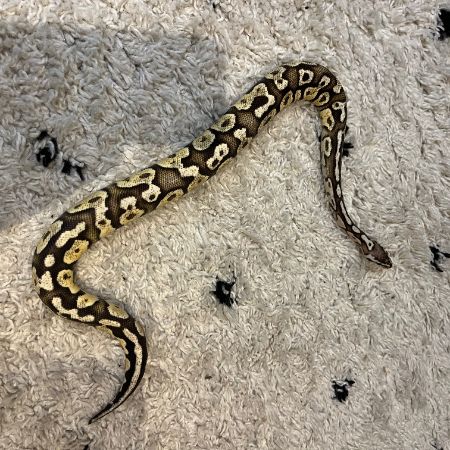 Missing Python Snakes in Northwood