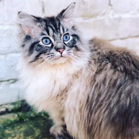 Missing Ragdoll Cats in Howdon 