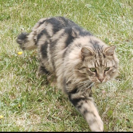 Missing Semi-Long Hair Cats in Walthamstow 