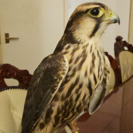 Missing Bird of Prey Birds in London