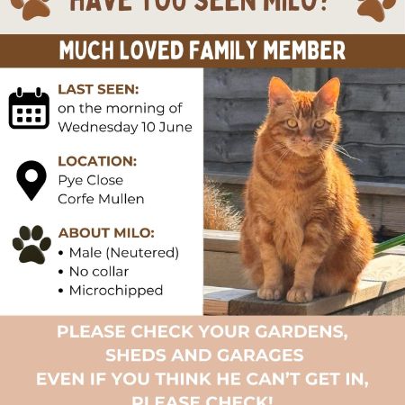 Missing Tabby Cats in Corfe Mullen