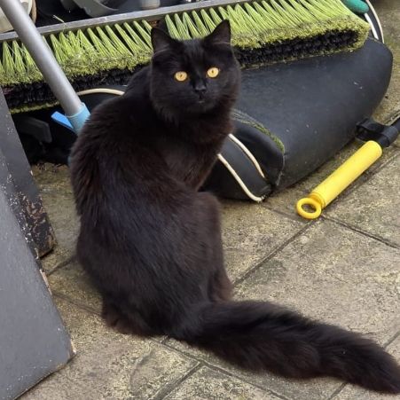 Missing Semi-Long Hair Cats in Manchester