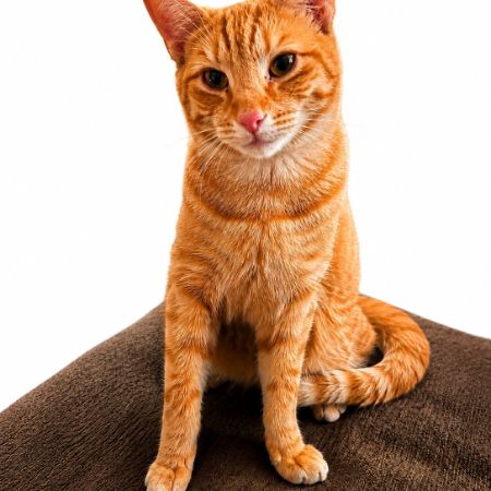 Missing Domestic Short Hair Cats in Verwood