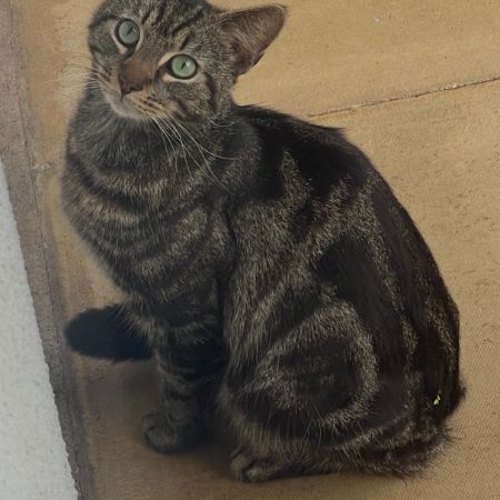 Missing Tabby Cats in Birmingham 